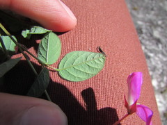 Desmodium grahamii