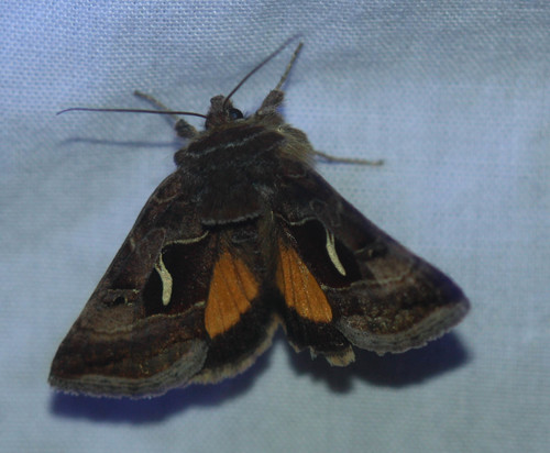 Mountain Beauty Moth photo 2