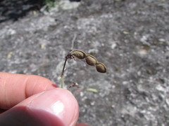 Desmodium grahamii
