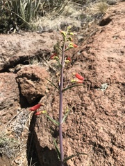 Penstemon eatonii