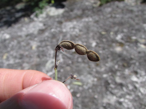 Image of Desmodium grahamii by (c) Carlos Martorell, some rights reserved (CC BY)