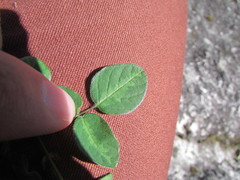 Desmodium grahamii