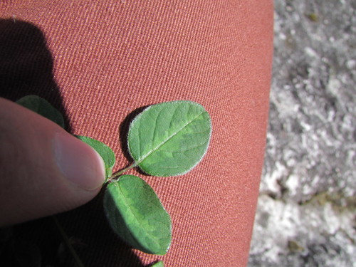 Image of Desmodium grahamii by (c) Carlos Martorell, some rights reserved (CC BY)