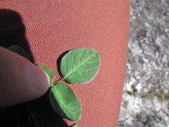 Desmodium grahamii