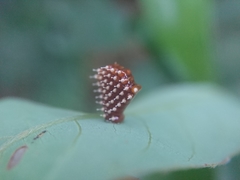Epidaus