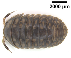 Protoradjia insularis