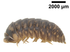 Protoradjia insularis