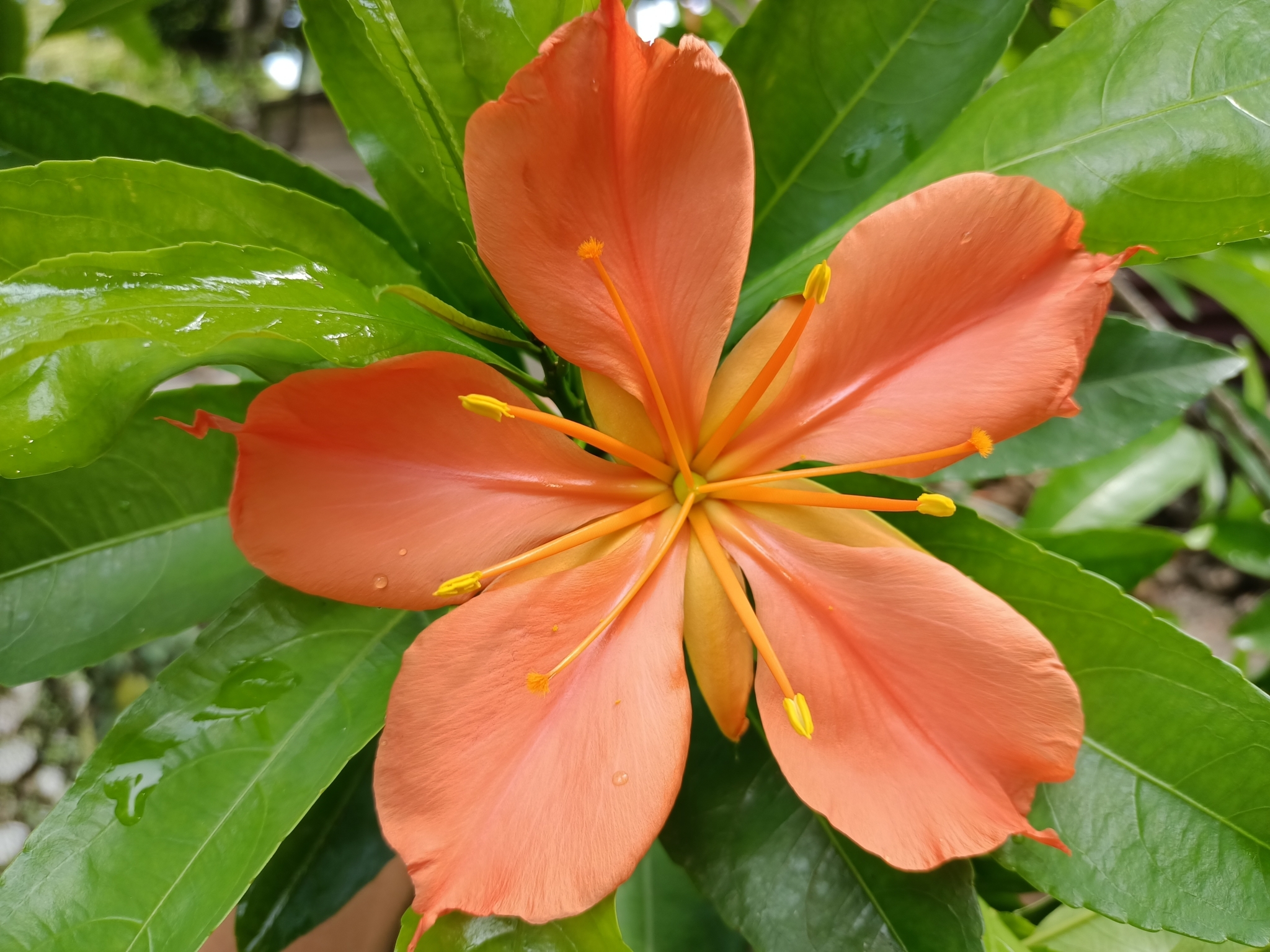 Imagem de Flor-de-maio