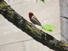 Haemorhous mexicanus