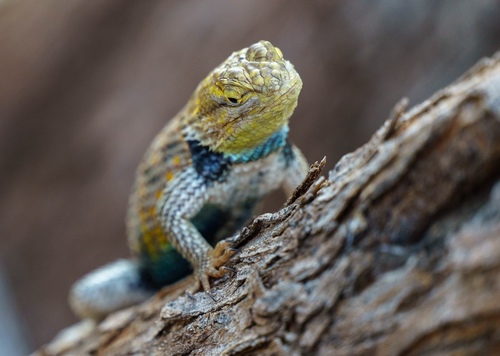 Desert Spiny Lizard