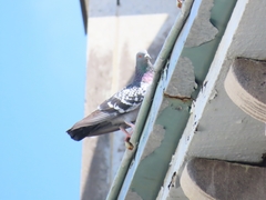 Columba livia domestica