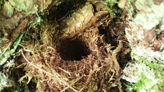 Troglodytes troglodytes