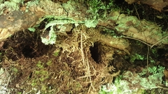 Troglodytes troglodytes