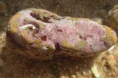 Lithophyllum incrustans