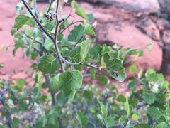 Rhus aromatica simplicifolia