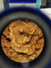 Lithophyllum incrustans