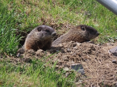 Marmota monax