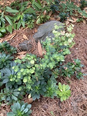 Euphorbia commutata