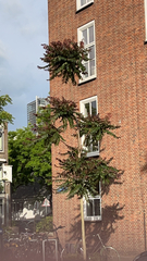 Ailanthus altissima