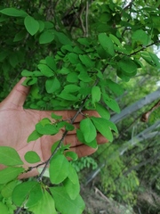Erythroxylaceae