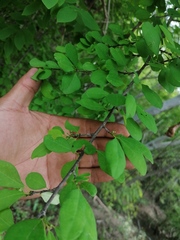Erythroxylaceae