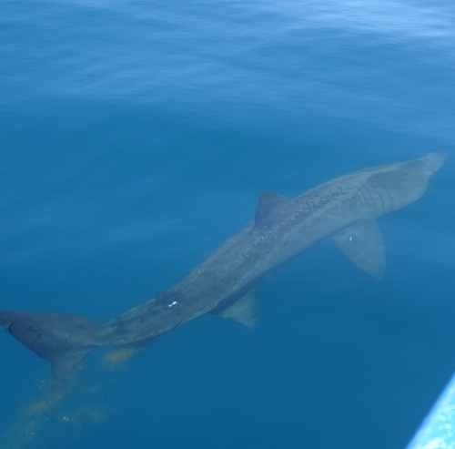 Basking Shark (Cetorhinus maximus), a species recorded in Massachusetts
