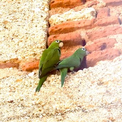 Psittacara chloropterus