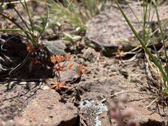 Androsace occidentalis