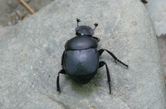 Canthon pilularius