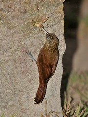 Xiphorhynchus guttatus