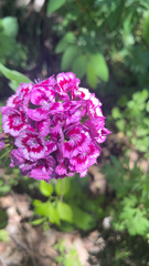 Dianthus barbatus