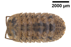 Armadillo intermixtus