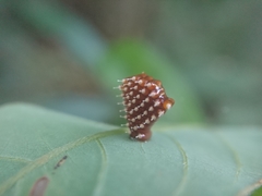 Epidaus