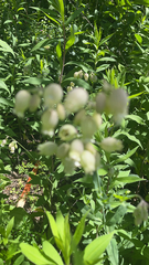 Silene vulgaris