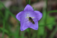 Lapposyrphus lapponicus