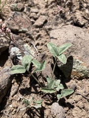 Trifolium gymnocarpon
