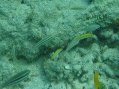 Halichoeres bivittatus