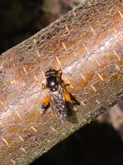 Xylotomima