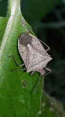 Euschistus variolarius