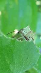 Euschistus variolarius