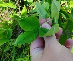 Trifolium montanum