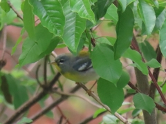 Setophaga americana image