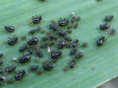 Schizaphis scirpi