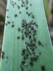 Schizaphis scirpi