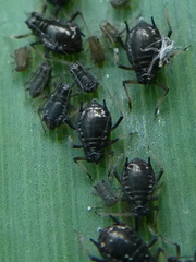 Schizaphis scirpi