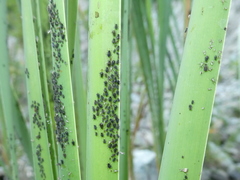 Schizaphis scirpi