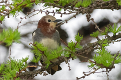 Agropsar philippensis