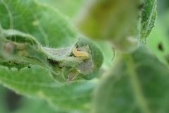 Insecta