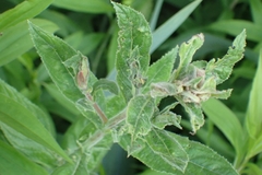 Insecta