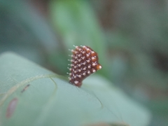 Epidaus